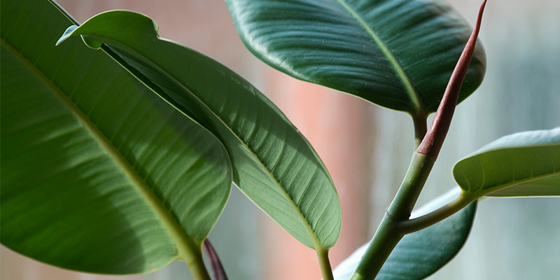 indoor plants purify the air