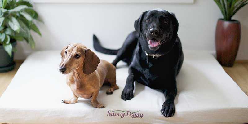 organic dog beds