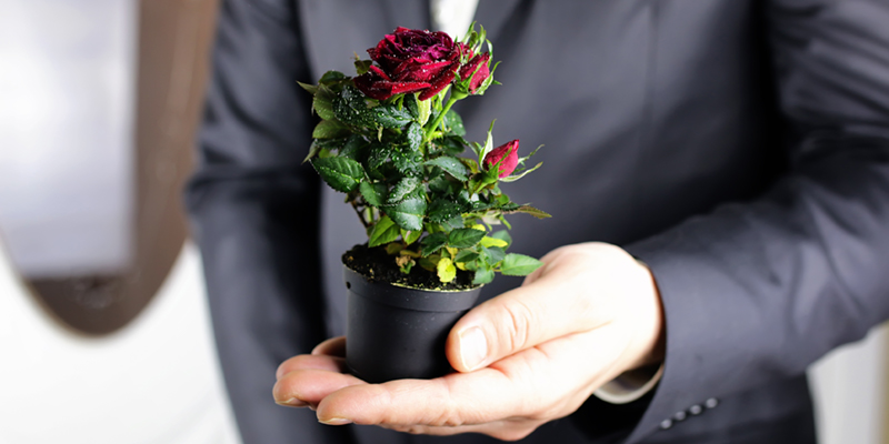 Organic Valentine’s Day Ideas