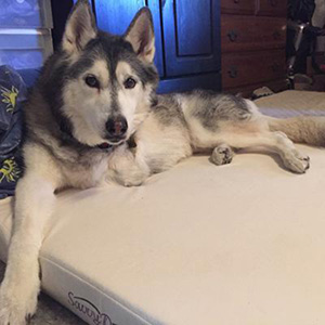Bravo loves his Savvy Doggy!