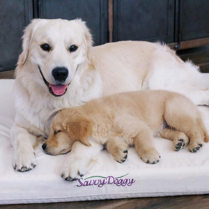 Hudson & Parker love their Savvy Rest dog beds!