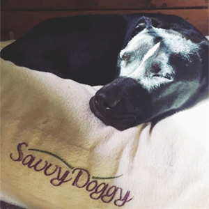 Mardi sleeps so well on her Savvy Doggy organic dog bed