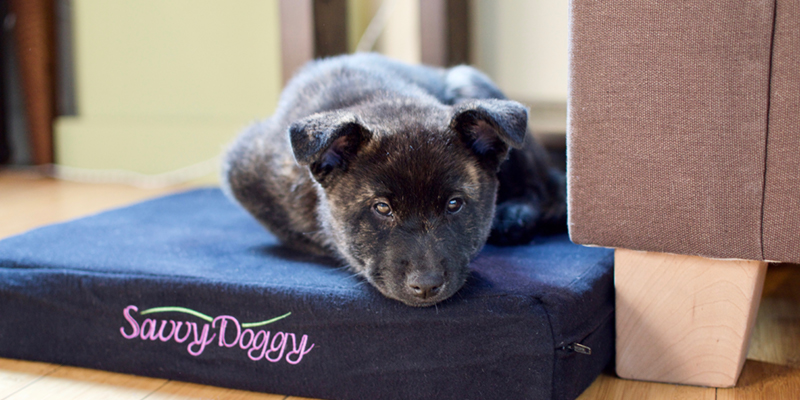 natural pet products
