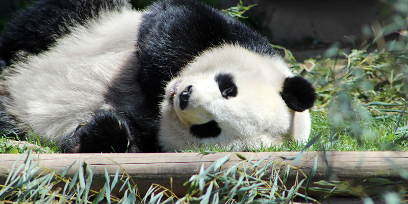 Giant Panda Eating Bamboo Throw Pillow