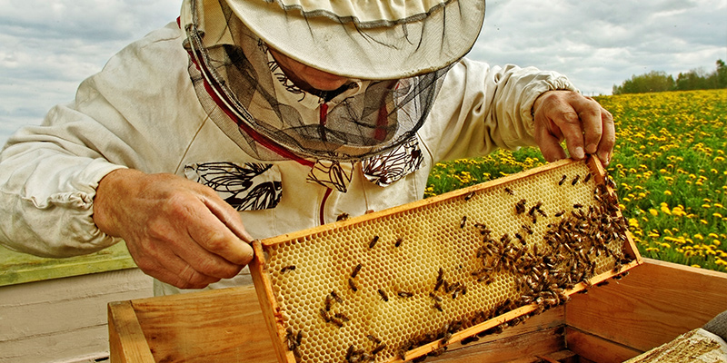 BCakes local bee honey products