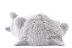 Cute kitten napping