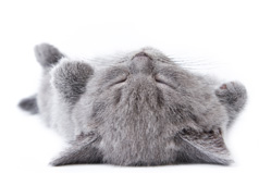 Cute kitten napping