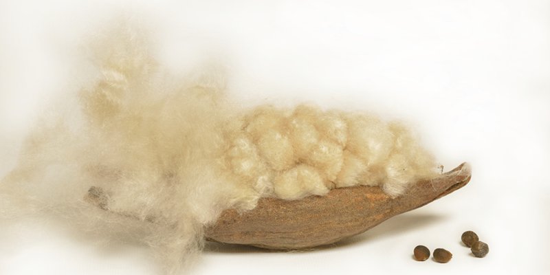 kapok is a natural fiber from seed pods