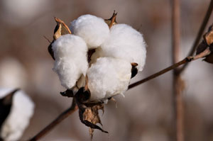 Organic cotton does not use pesticides