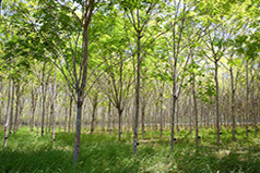 Lush, green trees.