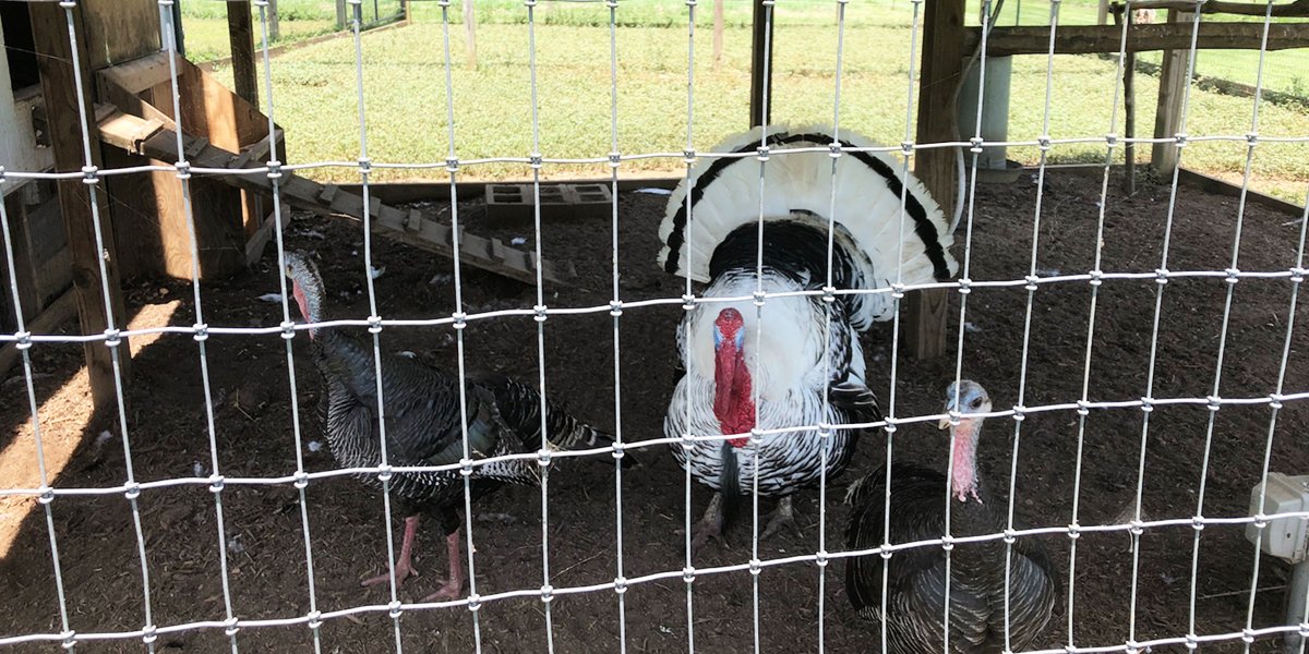 turkeys at Nellysford Country Inn