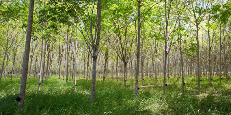 Organic rubber trees are tapped for natural latex