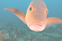 Orange fish swimming in ocean depths