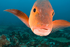 Orange fish swimming in ocean depths