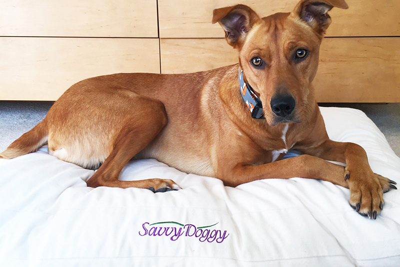 natural dog beds