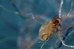 Dust mite