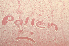 Lots of pollen