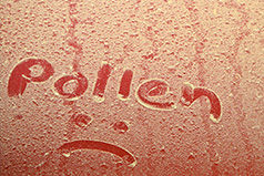 Lots of pollen