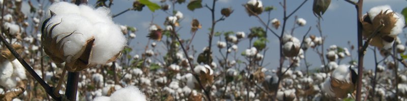 organic cotton