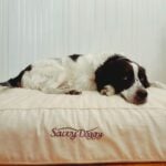 Savvy Doggy Extra Support in the Combo Shredded Latex and Formed Latex option