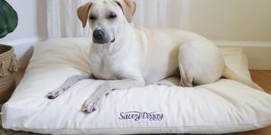 Do Dogs Need Dog Beds?