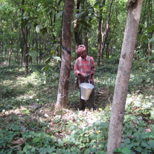 Cultivating Rubber Trees for Natural Latex - Tree Plantation