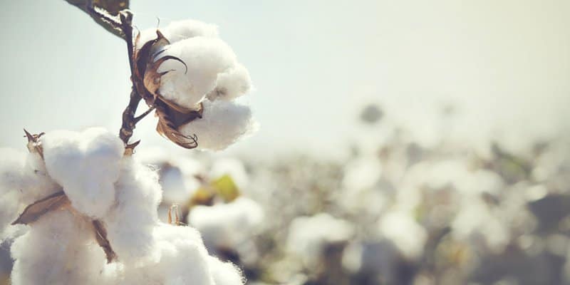 growing organic cotton