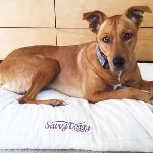 Savvy Doggy organic dog bed from Savvy Rest