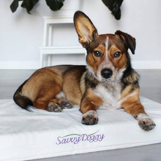 Organic dog bed by Savvy Rest