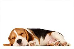 does-it-matter-what-dogs-sleep-on_238x159.jpg