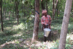Life and Livelihood Among Rubber Trees