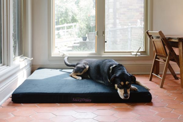 Do Dogs Need a Dog Bed?