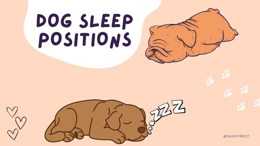 Dog sleep positions and what they mean.