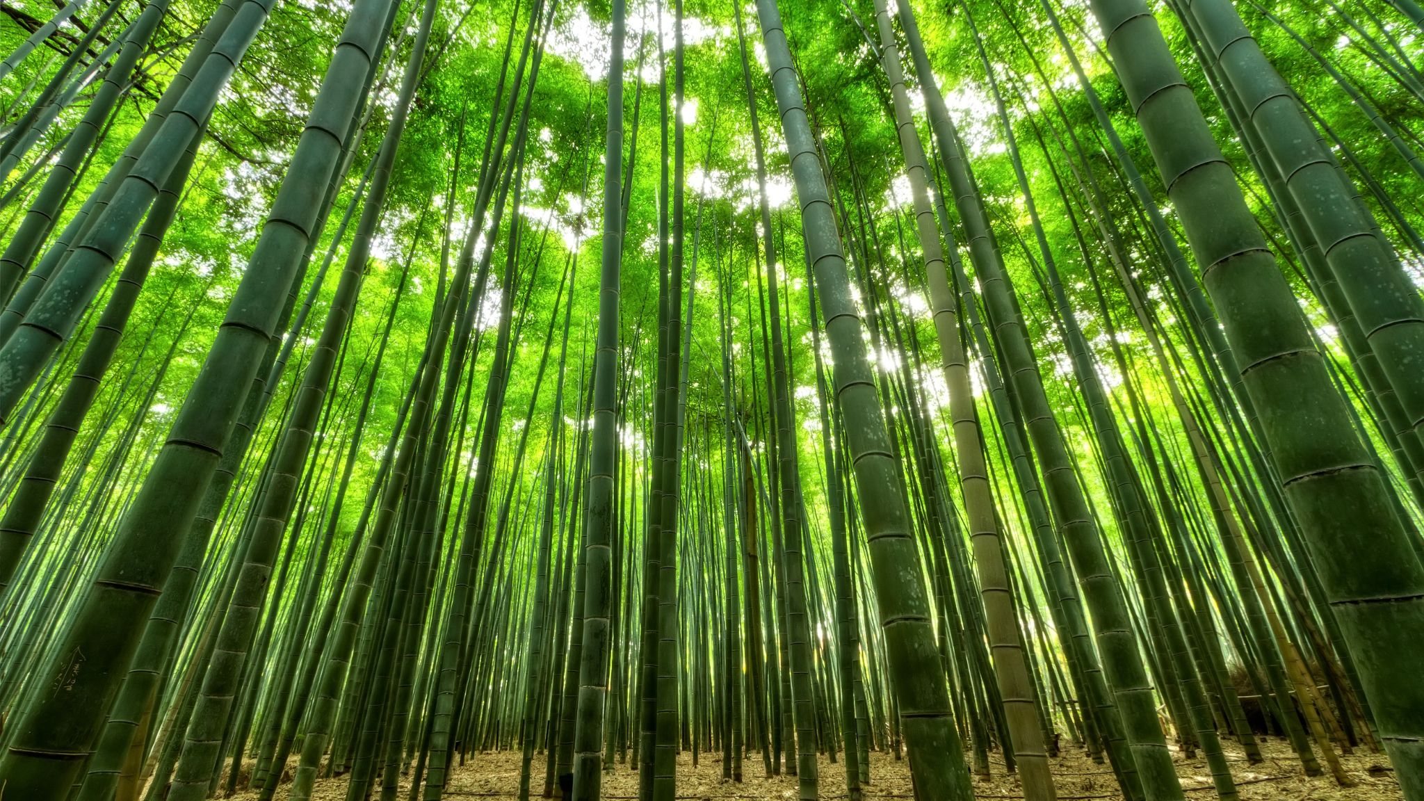 Bamboo forest