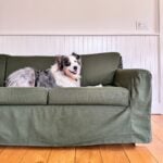 Dog on Verona organic slipcovered sofa in green