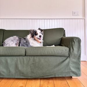 Dog on Verona organic slipcovered sofa in green